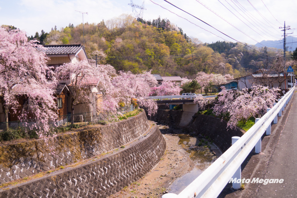 長留のしだれ桜は川の両脇に咲き乱れます