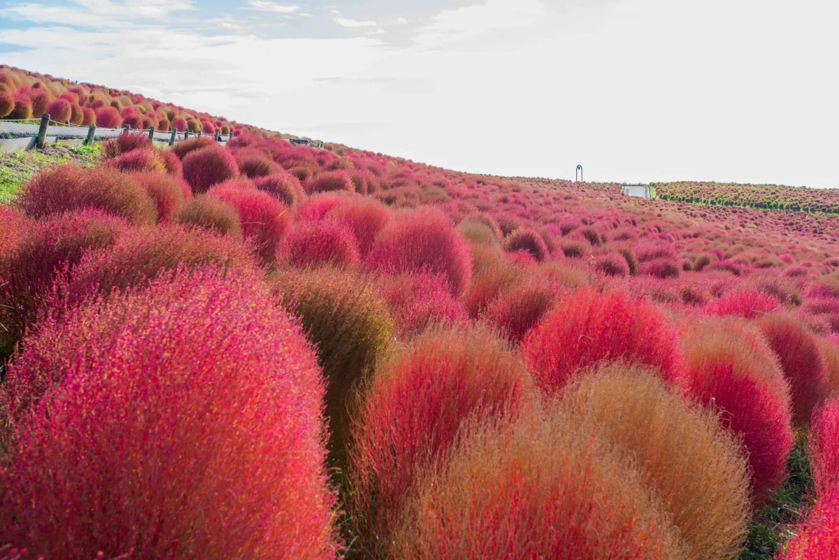 ピンク色のコキアが丘一面に広がる風景