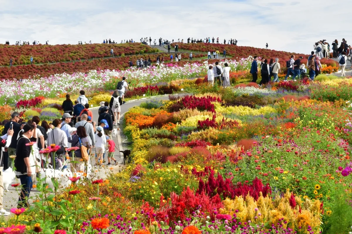 色とりどりの花が咲き誇る丘に、多くの人々が散策している様子