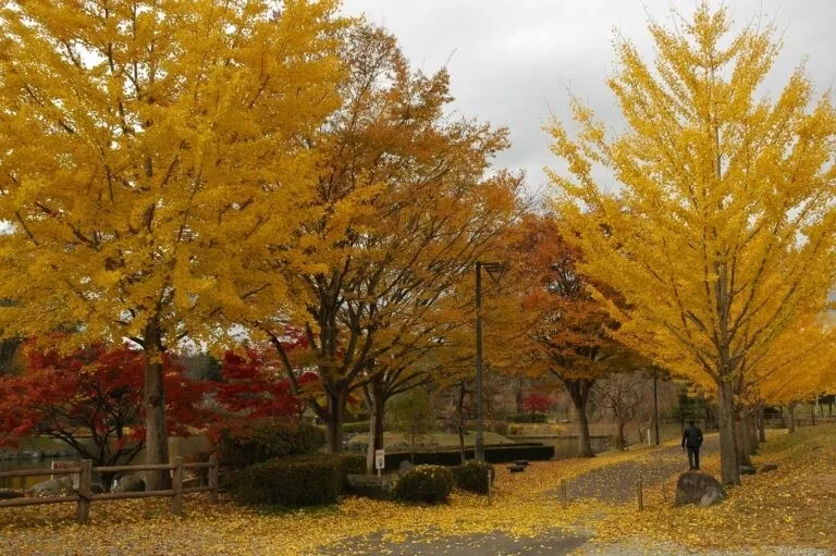 公園の紅葉の風景。黄色く色づいたイチョウの木が並び、その下に落ち葉が散りばめられている。奥には赤い紅葉も見え、秋の深まりを感じさせる。