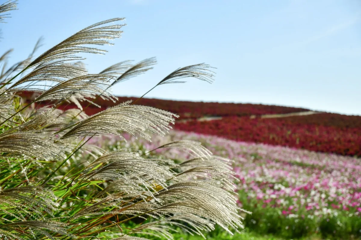 風に揺れるススキと、ピンクや赤色の花が咲き乱れる風景