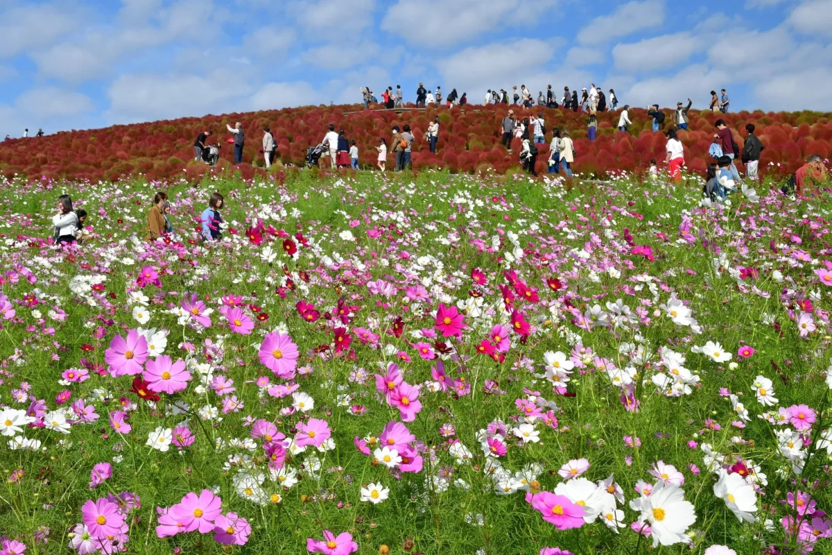 ピンクと白のコスモスが咲き誇る丘に、人々が集まっている様子